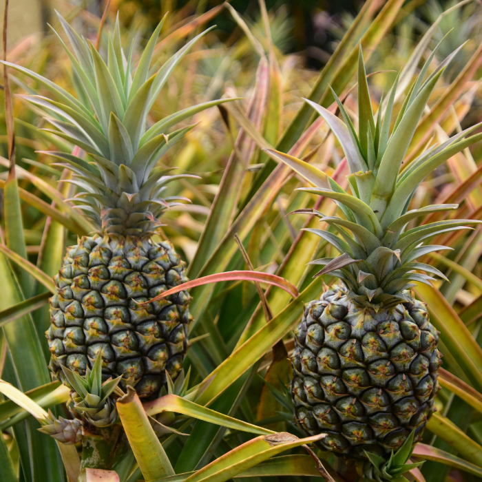 Fresh Thai Pineapple – Premium Export Grade - Image 2