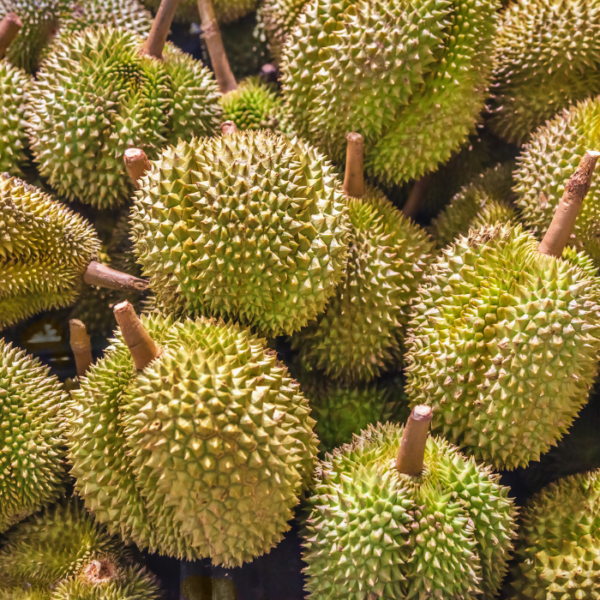 Premium Thai Durian – Export Quality