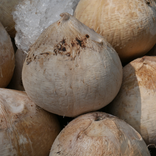 Fresh Thai Coconut – Export Quality Short Description